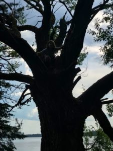 a girl is in a big tree over the water. The light is such that you can hardly see her as she blends into the dark trunk